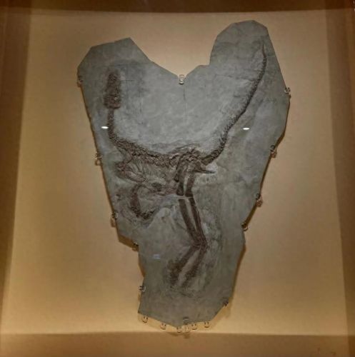 龙加鸟念什么技能(龙加个口念啥)插图1