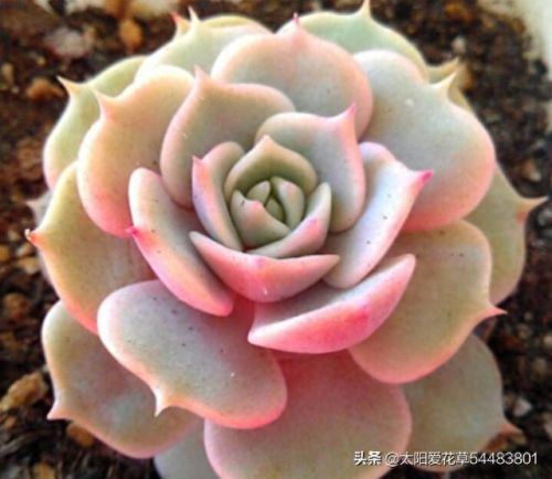 露娜连技能介绍(露娜技能使用技巧)插图