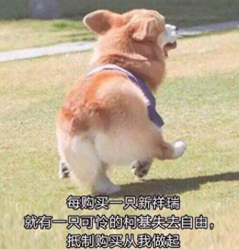 梦幻西游狗坐骑(梦幻坐骑2.0要多少钱)插图1