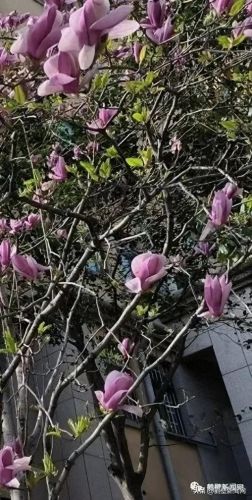 梦幻西游手游牡丹花 青松(梦幻西游手游红叶)插图10