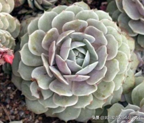 露娜连技能介绍(露娜技能使用技巧)插图6