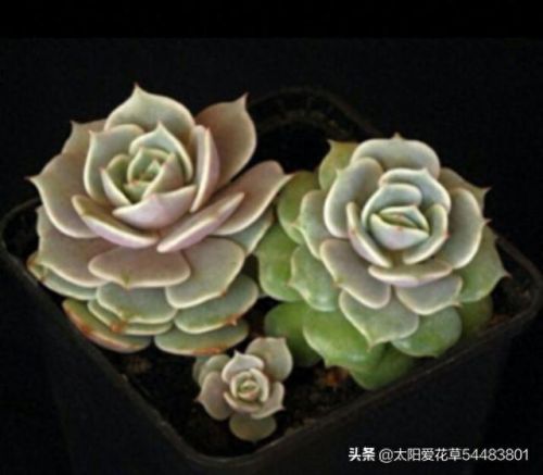 露娜连技能介绍(露娜技能使用技巧)插图1