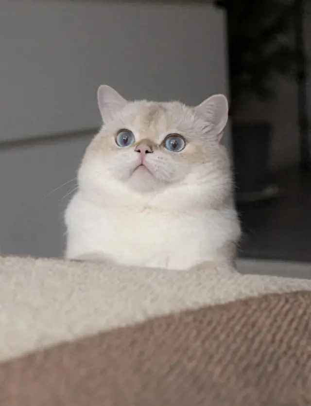 怪物猎人千里眼技能猫(怪物猎人猫头外观)插图