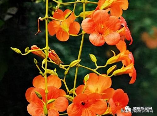 梦幻西游手游牡丹花 青松(梦幻西游手游红叶)插图15