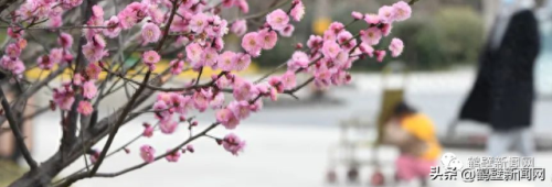 梦幻西游手游牡丹花 青松(梦幻西游手游红叶)插图6