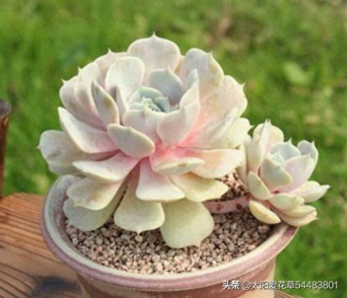 露娜连技能介绍(露娜技能使用技巧)插图2