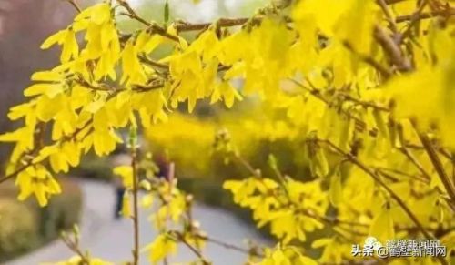 梦幻西游手游牡丹花 青松(梦幻西游手游红叶)插图4