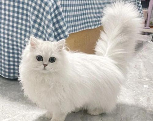 怪物猎人千里眼技能猫(怪物猎人猫头外观)插图1