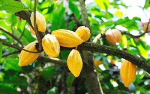 梦幻西游果仁巧克力(梦幻西游手拿巧克力系列)插图3