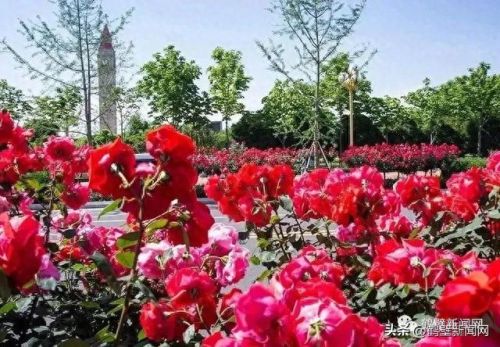 梦幻西游手游牡丹花 青松(梦幻西游手游红叶)