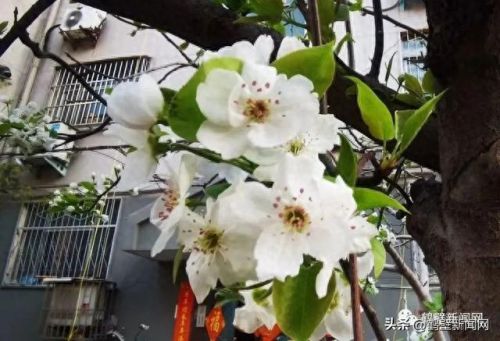 梦幻西游手游牡丹花 青松(梦幻西游手游红叶)插图13