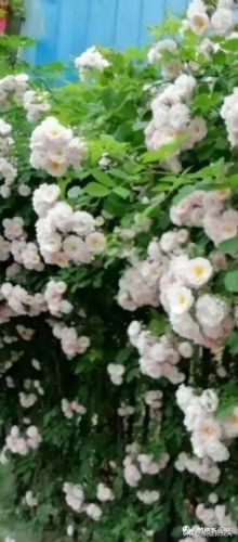 梦幻西游手游牡丹花 青松(梦幻西游手游红叶)插图18