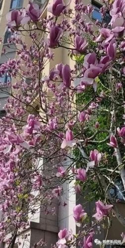 梦幻西游手游牡丹花 青松(梦幻西游手游红叶)插图9
