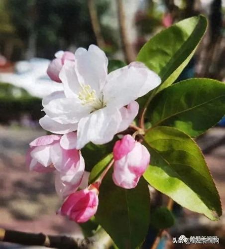 梦幻西游手游牡丹花 青松(梦幻西游手游红叶)插图12