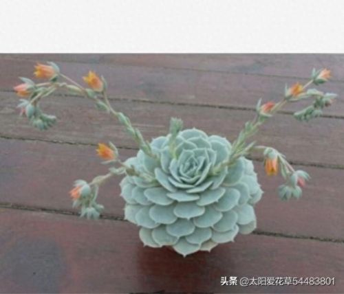 露娜连技能介绍(露娜技能使用技巧)插图5