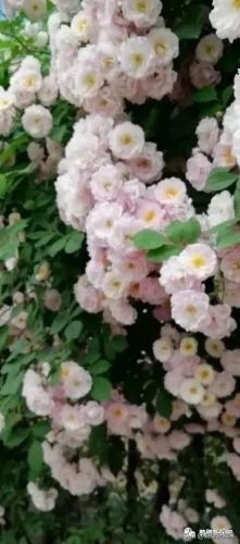 梦幻西游手游牡丹花 青松(梦幻西游手游红叶)插图19