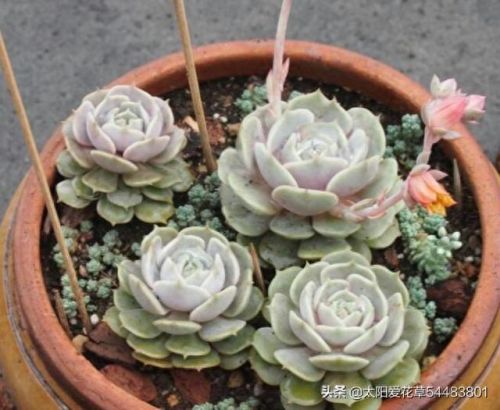 露娜连技能介绍(露娜技能使用技巧)插图3