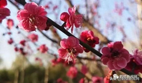 梦幻西游手游牡丹花 青松(梦幻西游手游红叶)插图16