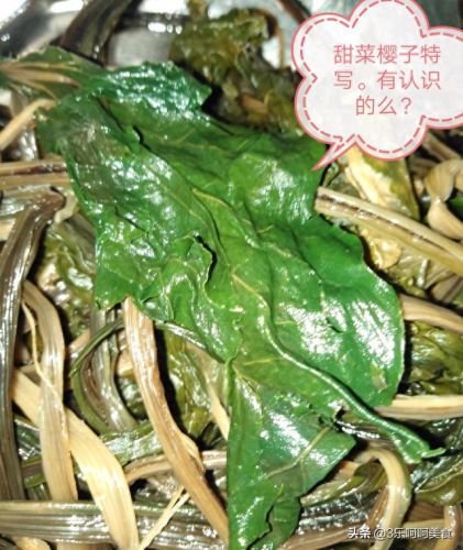 王之哈莫极品攻略(王之哈莫最强搭配)