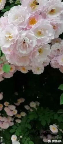 梦幻西游手游牡丹花 青松(梦幻西游手游红叶)插图20