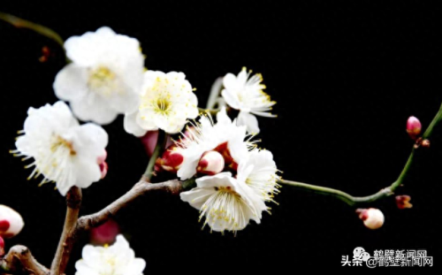 梦幻西游手游牡丹花 青松(梦幻西游手游红叶)插图7