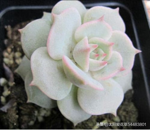 露娜连技能介绍(露娜技能使用技巧)插图4