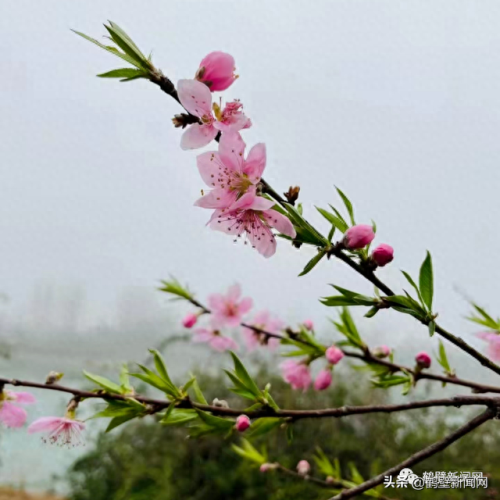 梦幻西游手游牡丹花 青松(梦幻西游手游红叶)插图14