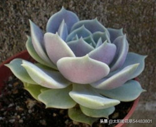 露娜连技能介绍(露娜技能使用技巧)插图8