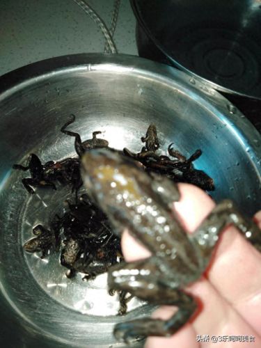 王之哈莫极品攻略(王之哈莫最强搭配)插图1