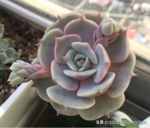 露娜连技能介绍(露娜技能使用技巧)插图7