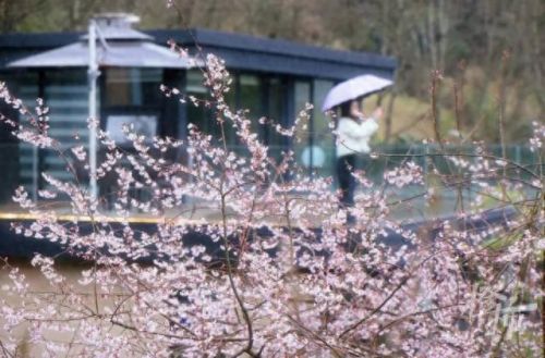 樱之路(穿越火线击杀音效)插图17 樱之路(穿越火线击杀音效)插图17