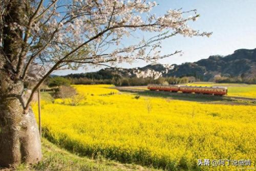 不负流年攻略(不负流年上一句是什么)