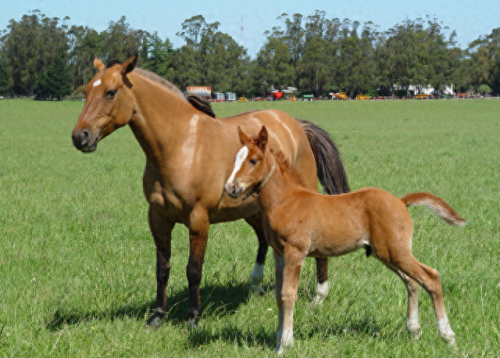 畜禽和人类AA(畜禽产品质量安全方面的工作总结)插图 畜禽和人类AA(畜禽产品质量安全方面的工作总结)插图