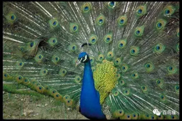 japonensisJAVA好妈妈欢迎你(japonensis忘忧草)插图5 japonensisJAVA好妈妈欢迎你(japonensis忘忧草)插图5