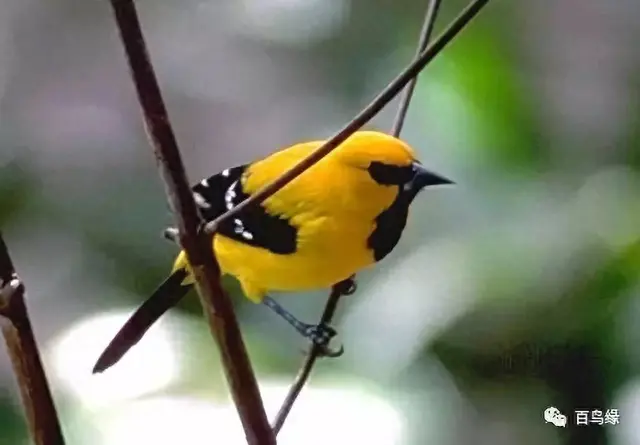 japonensisJAVA好妈妈欢迎你(japonensis忘忧草)插图32 japonensisJAVA好妈妈欢迎你(japonensis忘忧草)插图32