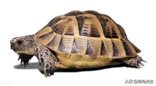巴西龟寿命(玩乌龟10大禁忌)插图9
