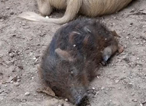 跳跳猪(跳跳猪玩具对婴儿危害)插图7 跳跳猪(跳跳猪玩具对婴儿危害)插图7