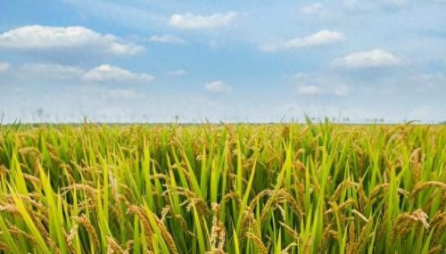 梦幻西游80龙附(梦幻西游火区80环)插图 梦幻西游80龙附(梦幻西游火区80环)插图