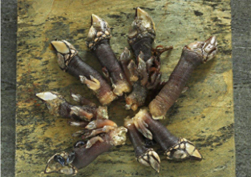 男子在海边发现诡异东西 带回家后发财了(男子心生邪念抱回家发生诡异事件)