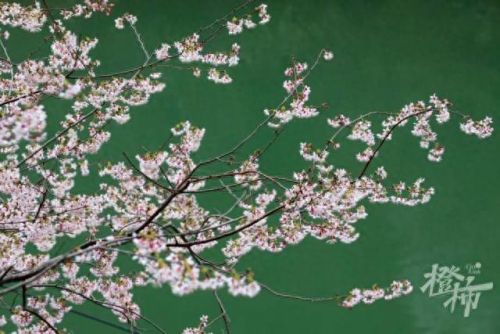 樱之路(穿越火线击杀音效)插图32 樱之路(穿越火线击杀音效)插图32