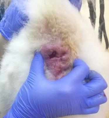 狗狗的东西又硬又长(小狗背后有个大包)