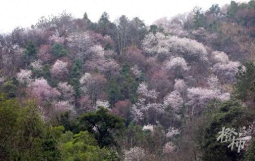 樱之路(穿越火线击杀音效)插图21 樱之路(穿越火线击杀音效)插图21