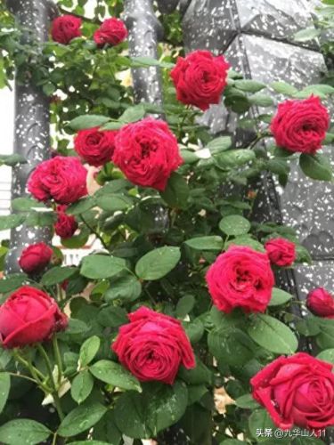 仙度瑞拉2(仙度瑞拉的逃亡刑具介绍)插图18 仙度瑞拉2(仙度瑞拉的逃亡刑具介绍)插图18