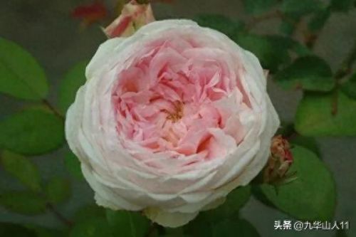 仙度瑞拉2(仙度瑞拉的逃亡刑具介绍)插图11 仙度瑞拉2(仙度瑞拉的逃亡刑具介绍)插图11