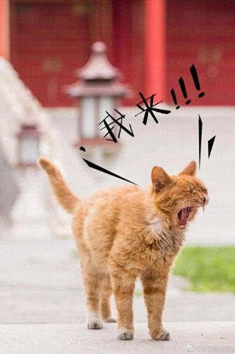 找猫攻略(寻猫攻略)插图6