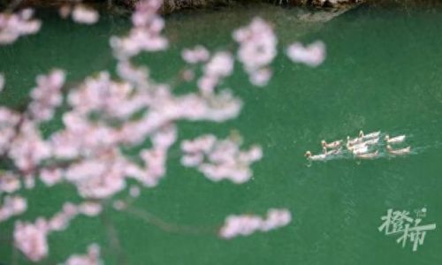 樱之路(穿越火线击杀音效)插图34 樱之路(穿越火线击杀音效)插图34