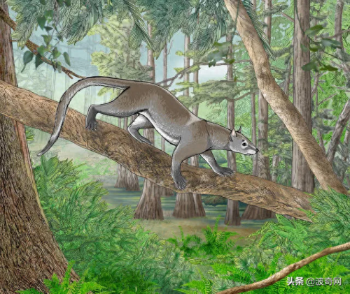 猫狗兽(猫狗兽真的存在吗)插图1
