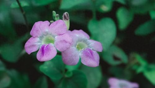 植物保卫战无限叶子(植物保卫战游戏全攻略)插图4