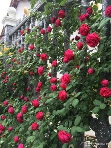 仙度瑞拉2(仙度瑞拉的逃亡刑具介绍)插图19 仙度瑞拉2(仙度瑞拉的逃亡刑具介绍)插图19