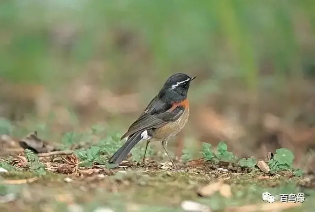 japonensisJAVA好妈妈欢迎你(japonensis忘忧草)插图2 japonensisJAVA好妈妈欢迎你(japonensis忘忧草)插图2